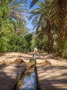 Vertical picture of an oasis in the Merzouga village in Sahara desert, Morocco Royalty Free Stock Photo