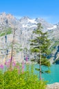 Vertical picture Oeschinen Lake, Oeschinensee in Switzerland photographed on sunny day with pink Alpine flowers. Turquoise lake