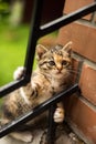 Vertical picture of one month old small striped gray, white and red kitten playing outdoors. Lovely cat portrait looking in camera Royalty Free Stock Photo