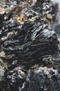 Vertical picture of paper ash in woods under the sunlight with a blurry background Royalty Free Stock Photo