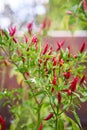 Vertical picture of the piri piri chilli plant with ripened red hot chilly peppers. Royalty Free Stock Photo