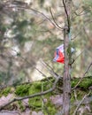 Vertical picture of a plastic bag on a tree covered in mosses at daytime with a blurry background Royalty Free Stock Photo