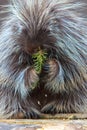 Vertical picture of porcupine