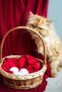 Vertical picture of red half persian cat with yellow eyes sniffing willow basket with easter white eggs on red background. Healthy Royalty Free Stock Photo