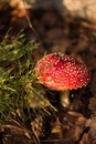 Vertical picture of red poisonous Amanita Muscaria fungus macro close up on brown autumn leaves near pine branch. Toxic bright fly