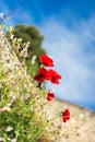 Vertical picture of red wild poppies in grass with blue clear sky on background. Remembrance poppy. Spring background Royalty Free Stock Photo