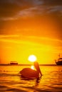 Vertical picture of a silhouette of a pelican on the water against an orange sunset in Roatan