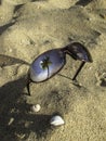 Vertical picture of sunglasses and sea shells Royalty Free Stock Photo