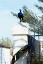 Vertical picture of two peacocks standing on the fences under the sunlight at daytime Royalty Free Stock Photo