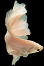 Vertical picture of the white betta fish on the black background creates a visually stunning composition.