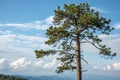 Vertical Pine Tree and Sky Royalty Free Stock Photo