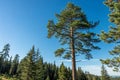 Vertical Pine Tree and Sky Royalty Free Stock Photo