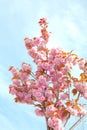 Vertical pink cherry branch in full bloom with blue sky background