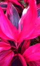 Vertical pink leafy plant background