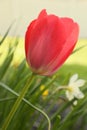 Vertical pink tulip flower in garden Royalty Free Stock Photo