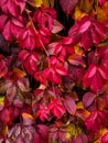 vertical background: red and burgundy leaves of autumn ivy on the wall in the park close-up Royalty Free Stock Photo