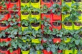 Vertical plant farming for growing many plant varieties in limited area. Colorful planing