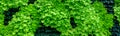 Vertical plant green wall, close up of plants used in an eco wall Royalty Free Stock Photo