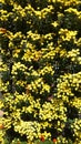 Vertical plantation of Chrysanthemum parthenium in a sunny day