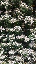 Vertical plantation of Chrysanthemum parthenium in a sunny day