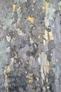 Vertical platanus tree bark texture