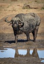 Vertical portrait of an adult african buffalo standing in mud in Kruger Park in South Africa Royalty Free Stock Photo