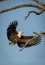 Vertical portrait of an adult african fish eagle landing on a tree branch in Kruger Park in South Africa