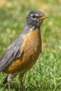 A vertical portrait of an adult American Robin showing its reddish-orange breast