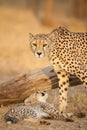 Vertical portrait of adult female cheetah and her baby cheetah in Kruger Park South Africa Royalty Free Stock Photo