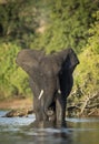 Vertical portrait of an adult female elephant standing in shallow water of Chobe River in Botswana Royalty Free Stock Photo