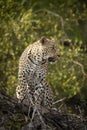 Vertical full body portrait of adult leopard sitting in a tree in Kruger Park in South Africa