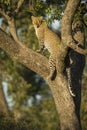 Vertical portrait of an adult leopard standing in a tree in Masai Mara in Kenya