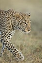 Vertical portrait of an adult leopard in Masai Mara Kenya