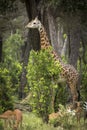 Vertical portrait of an adult male giraffe standing by a tree in Masai Mara in Kenya