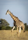 Vertical portrait of an adult male giraffe walking with ox peckers in Botswana Royalty Free Stock Photo