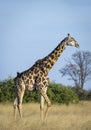 Vertical portrait of an adult male giraffe with ox peckers siting on its neck in Savuti in Botswana Royalty Free Stock Photo