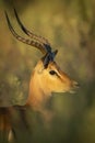 Vertical portrait of an adult male impala in Moremi Okavango Delta in Botswana