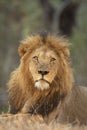 Vertical portrait of a male lion looking into camera in Kruger Park in South Africa