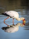 Vertical portrait of an adult yellow billed stork fishing in Kruger Park in South Africa