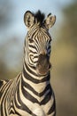 Vertical portrait of an adult zebra in Kruger Park in South Africa