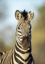 Vertical portrait of an adult zebra in Kruger Park in South Africa