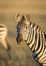 Vertical portrait of an adult zebra looking straight at camera in golden morning light in Masai Mara in Kenya Royalty Free Stock Photo