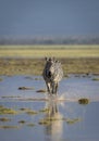 Vertical portrait of an adult zebra walking towards camera in water in wet plains of Amboseli Kenya