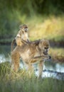 Vertical portrait of baboon mother and her baby sitting on her back in Khwai River in Botswana Royalty Free Stock Photo