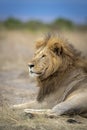 Vertical portrait of a beautiful male lion and blue sky in the background in Masai Mara in Kenya Royalty Free Stock Photo