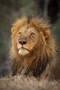 Vertical portrait of a beautiful male lion with large mane in Kruger Park South Africa Royalty Free Stock Photo