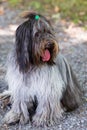 Schapendoes or Dutch sheepdog with tongue hanging out staring away