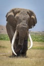 Vertical portrait of big Tim the famous elephant bull with big tusks in Amboseli Kenya