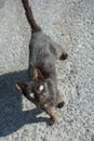 Vertical portrait of a black lovely kitten on the ground