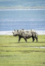 Vertical portrait of a large black rhino walking in the Ngorongoro Crater in Tanzania Royalty Free Stock Photo